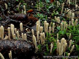 Attēlu rezultāti vaicājumam “Clavariadelphus ligula”