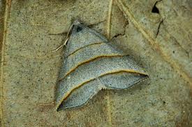 Attēlu rezultāti vaicājumam “Colobochyla salicalis”