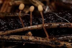 Attēlu rezultāti vaicājumam “Heyderia pusilla”