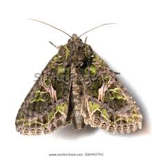 Attēlu rezultāti vaicājumam “Trachea atriplicis”