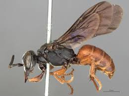 Attēlu rezultāti vaicājumam “Crabronidae”