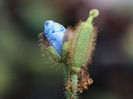 Image result for Scheinmohn blau