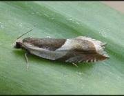 Attēlu rezultāti vaicājumam “Ancylis badiana”