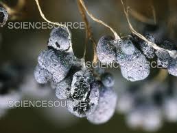 Attēlu rezultāti vaicājumam “Badhamia affinis spores”