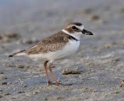 Image result for Sterna acuflavida