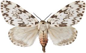 Attēlu rezultāti vaicājumam “Lymantria monacha imago”