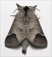 Attēlu rezultāti vaicājumam “Clostera curtula”