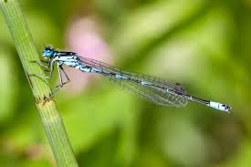 Attēlu rezultāti vaicājumam “Coenagrion pulchellum”