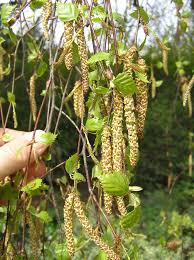 Attēlu rezultāti vaicājumam “Kleidocerys resedae imago”
