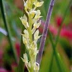 Attēlu rezultāti vaicājumam “Hammarbya paludosa flower”