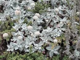 Attēlu rezultāti vaicājumam “Eriophorum latifolium leaf”