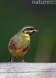 Image result for Emberiza cirlus