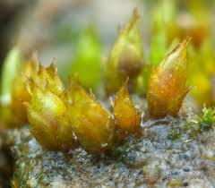 Attēlu rezultāti vaicājumam “Acaulon muticum”