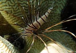 Image result for Pterois miles