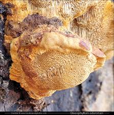 Attēlu rezultāti vaicājumam “Gloeophyllum odoratum”