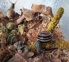 Attēlu rezultāti vaicājumam “Cepaea nemoralis”