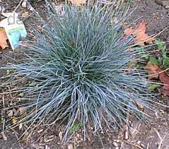 Attēlu rezultāti vaicājumam “Helictotrichon pratense”