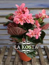 Image result for Бегония Элатиор 12х22 4601887072423