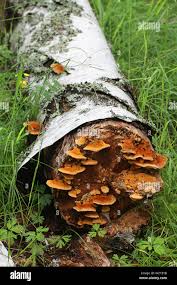 Attēlu rezultāti vaicājumam “Pycnoporellus fulgens”