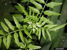 Attēlu rezultāti vaicājumam “Cardamine impatiens”