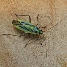 Attēlu rezultāti vaicājumam “Stenotus binotatus”