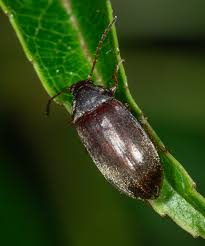 Attēlu rezultāti vaicājumam “Isomira murina”