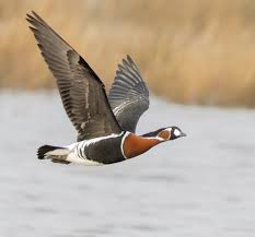 Attēlu rezultāti vaicājumam “Branta ruficollis”