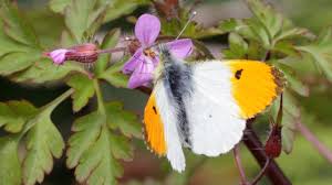 Attēlu rezultāti vaicājumam “Anthocharis cardamines male”