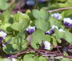 Attēlu rezultāti vaicājumam “Cymbalaria muralis leaf”