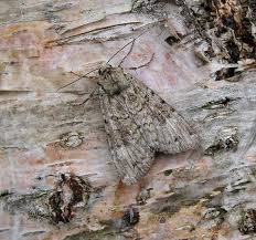 Attēlu rezultāti vaicājumam “Anaplectoides prasina”