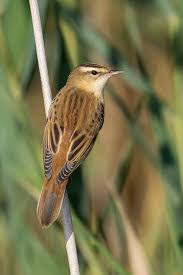 Attēlu rezultāti vaicājumam “Acrocephalus schoenobaenus”