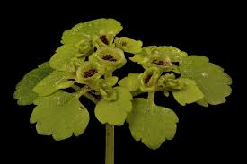 Attēlu rezultāti vaicājumam “Chrysosplenium alternifolium”