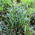 Attēlu rezultāti vaicājumam “Luzula pilosa fruit”