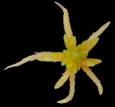 Attēlu rezultāti vaicājumam “Sphagnum teres”