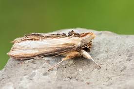 Attēlu rezultāti vaicājumam “Cucullia verbasci”