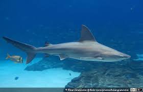 Image result for Carcharhinus plumbeus