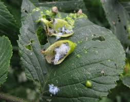Attēlu rezultāti vaicājumam “Tetraneura ulmi”