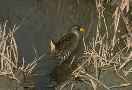 Image result for Porzana carolina