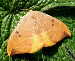 Attēlu rezultāti vaicājumam “Watsonalla binaria”