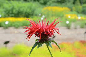 Attēlu rezultāti vaicājumam “Diderma montanum macro”