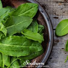 Attēlu rezultāti vaicājumam “Rumex acetosa”