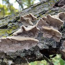 Attēlu rezultāti vaicājumam “Cerrena unicolor”