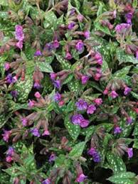 Image result for Pulmonaria Silverado