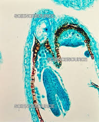 Attēlu rezultāti vaicājumam “Capsella bursa-pastoris fruit”