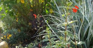 Image result for Alonsoa liniflora
