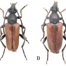 Attēlu rezultāti vaicājumam “Pseudovadonia livida”