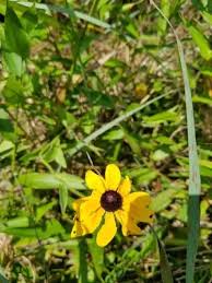 Attēlu rezultāti vaicājumam “Rudbeckia hirta var. pulcherrima flower”