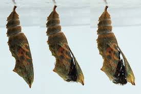 Attēlu rezultāti vaicājumam “Retinia resinella pupa”