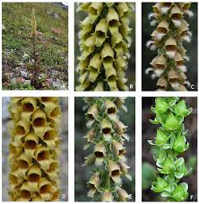 Image result for Digitalis ferruginea