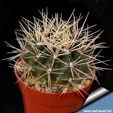 Image result for Gymnocalycium